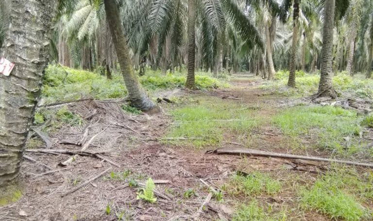 Tanah 1 Ekar Untuk Buat Banglo Dan Pertanian Di Bukit Changgang Dekat KLIA