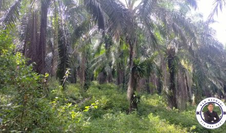 Tanah Pertanian untuk Kebun Durian/Buah-Buahan Tropika seluas 6.5 ekar di Raub Pahang